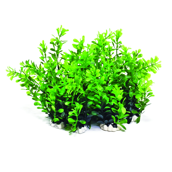 PROFIT POWER PACK BUSHY PLANT