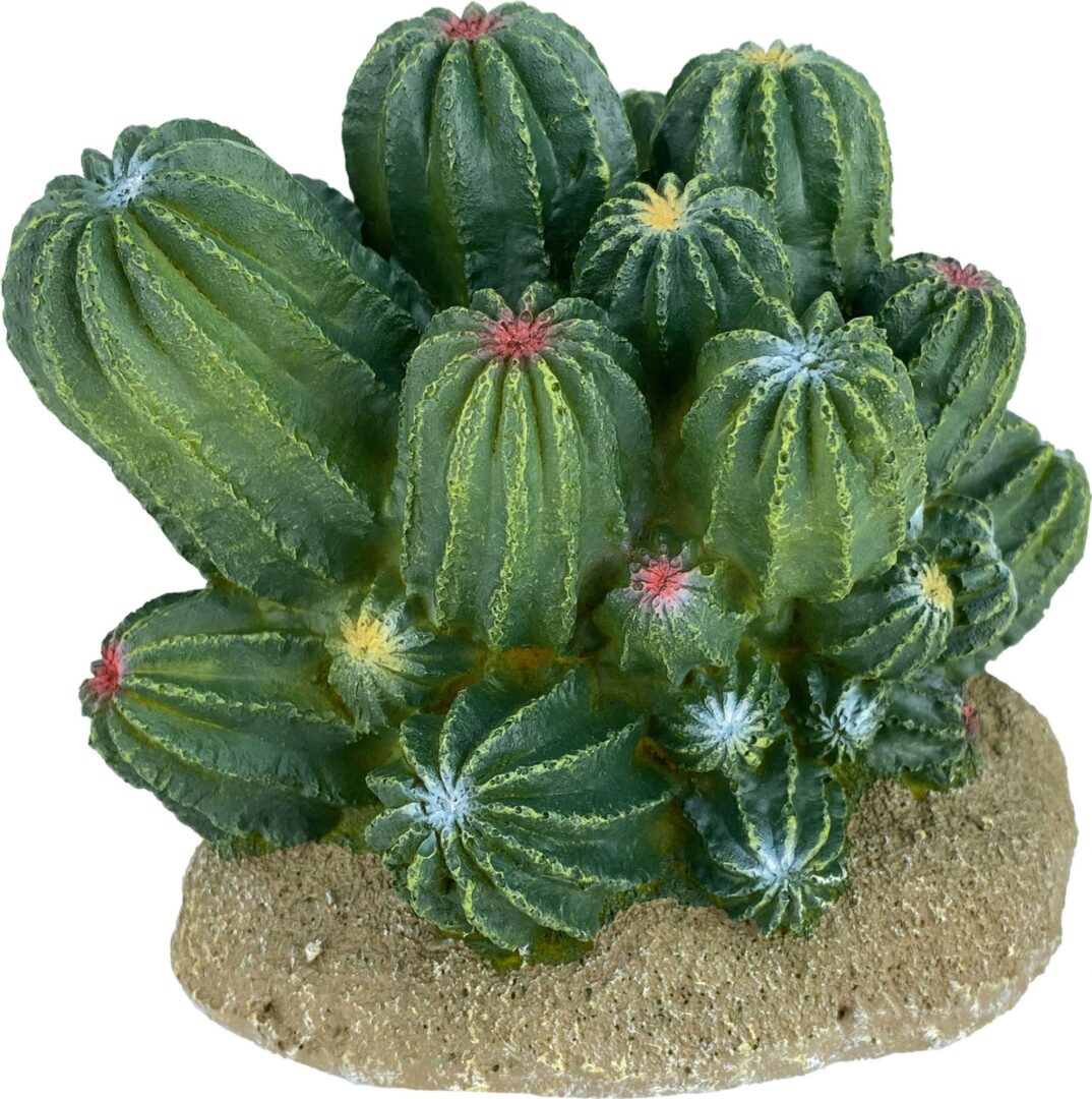 KOMODO CACTUS/BARREL CACTUS