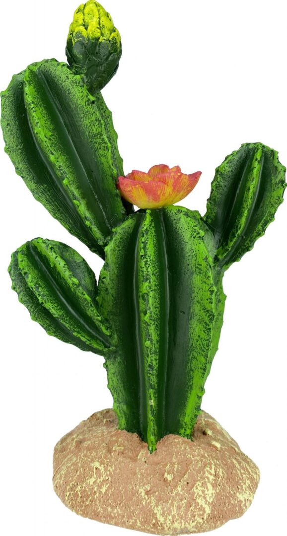 KOMODO CACTUS/FLOWER