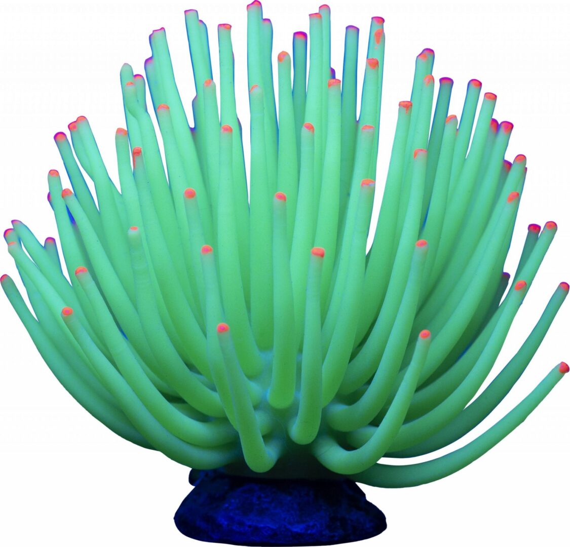 GLOFISH ANEMONE