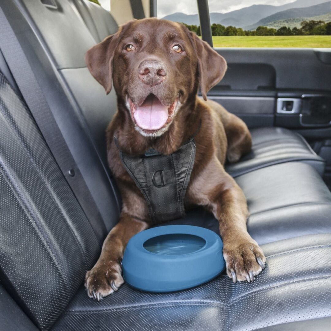 KURGO DOG WANDER SPLASH FREE WATER BOWL