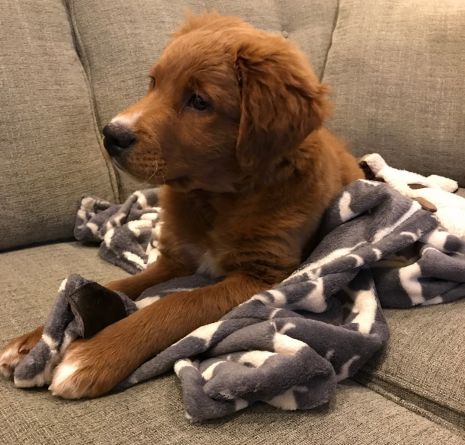 TALL TAILS DOG ICON BLANKET CHARCOAL 30X40