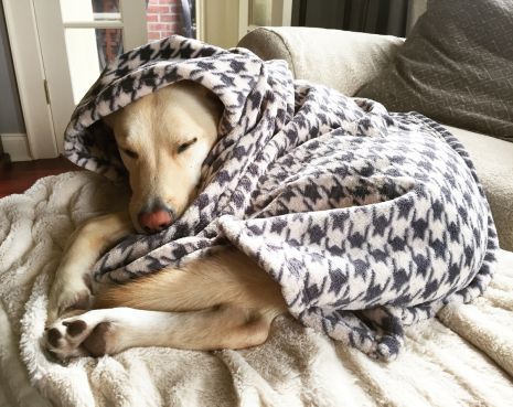TALL TAILS DOG BLANKET HOUNDSTOOTH 30X40