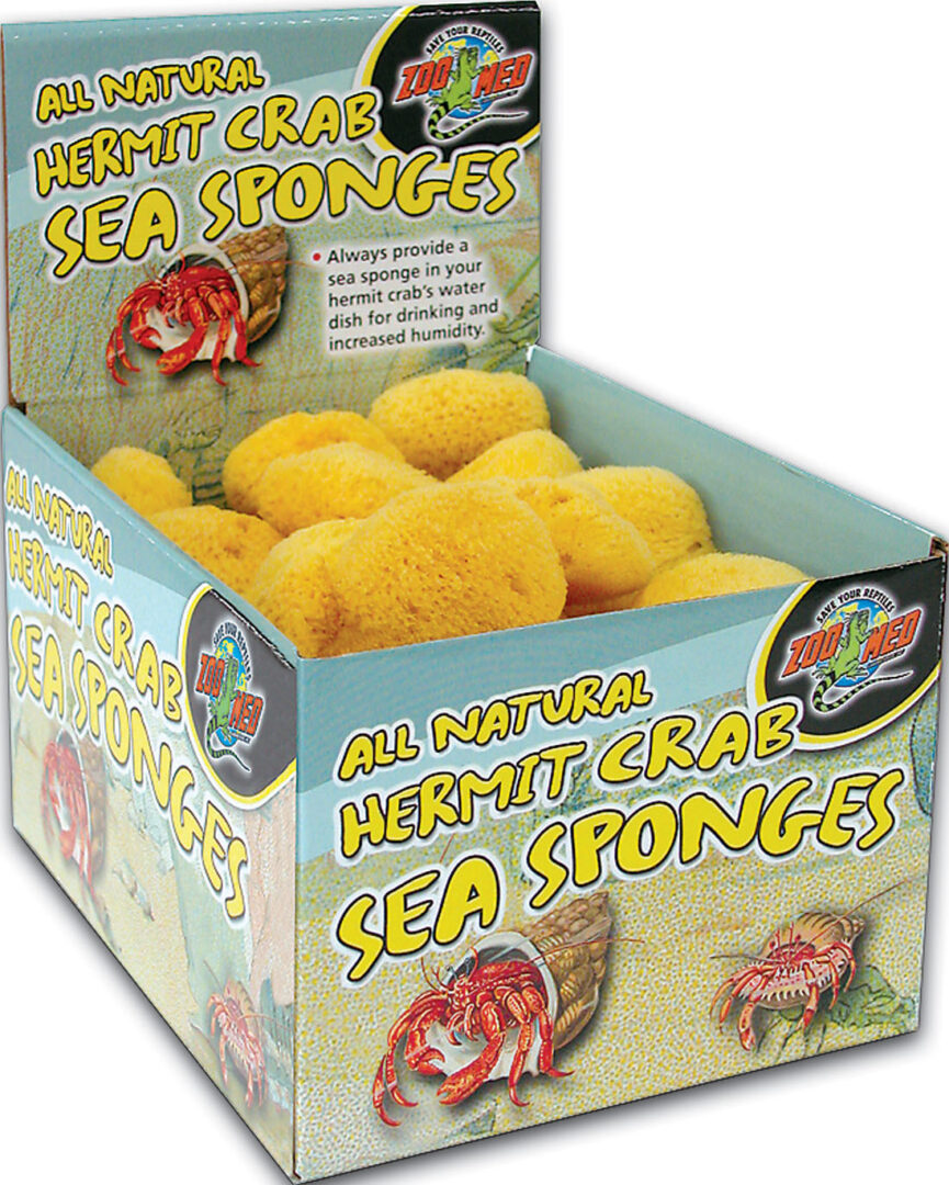 ALL NATURAL HERMIT CRAB SEA SPONGE DISPLAY