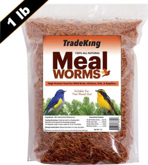 MEAL WORMS